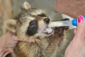 Raccoons Rescued In Clinton Rome Daily Sentinel