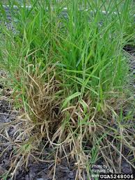 Image result for Urochloa umbellata