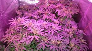 As mentioned, plants grow best under a mix of red and blue light. How Does Color Spectrum Affect Growing Weed Grow Weed Easy