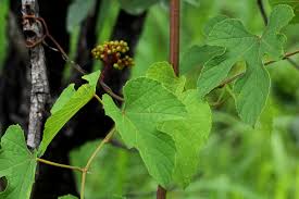 Image result for Ampelocissus