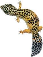 What Do Leopard Geckos Eat The Complete Leopard Gecko Diet