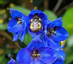These plants for bees are native and easy to grow! Blue Blooms And Bee Butts Finegardening