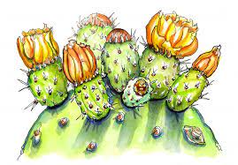 5 cute pastel cactus quotes just print and put up in your classroom. Like A Prickly Pear Doodlewash