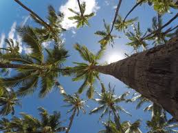 36 Facts About Kerala The God S Own Country Holidify