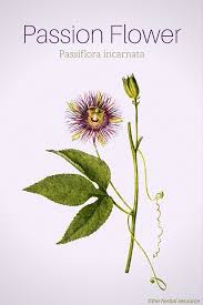 Passion Flower Health Benefits And Side Effects Passion Flower Passion Flower Herb Passion Flower Tea
