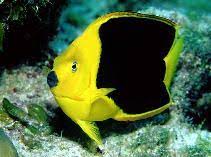 Check spelling or type a new query. Holacanthus Tricolor Rock Beauty Fisheries Aquarium