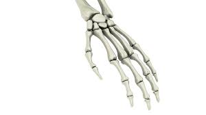 Arm And Hand Skeleton 3d Model 29 Obj Fbx 3ds Max Free3d