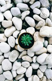 1001 Deko Ideen Mit Steinen Im Garten Kreativ Und Einzigartig In 2020 Sukkulenten Pflanzen Sukkulenten Pflanzen