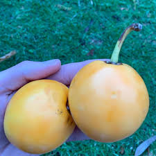 Image result for Garcinia volkensii
