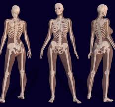 Lower limbs (60 bones, 30 each side). The Power Of This Vegetable A Cousin To The Lettuce We Buy At The Grocery Store Is Found In The White Subst Skeleton Anatomy Female Skeleton Female Anatomy