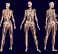Hs active bones female is an wysiwyg utility to edit female characters bone files on fly. The Power Of This Vegetable A Cousin To The Lettuce We Buy At The Grocery Store Is Found In The White Subst Skeleton Anatomy Female Skeleton Female Anatomy