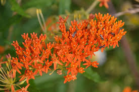 Check spelling or type a new query. Native Plants To Scranton Pa Lawnstarter
