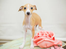 See full list on italiangreyhoundbreeders.com Italian Greyhound Puppies Petland Wichita Ks