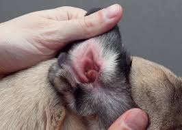 Image result for abscess dog's ear flap