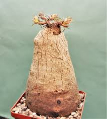 Image result for Euphorbia platyrrhiza