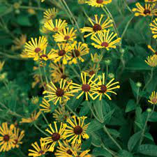 How did i miss 'henry eilers,' introduced to the nursery trade in 2003, until recently? Henry Eilers Sweet Coneflower Finegardening
