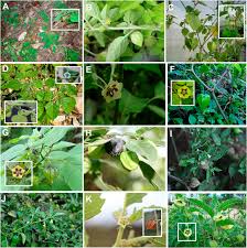 Image result for Physalis lagascae