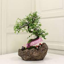 Bonsai çiçeği bakımı bonsai nasıl yetiştirilir bonsai bakımı nasıl yapılır bonsai nasıl sulanmalı bonsai nerede yetişir bonsai nasıl. Bonsai Agaci Nasil Yapilir Bonsai Siparisi