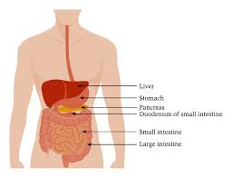 Image result for pancreas location