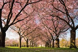 Bunga sakura biasanya hanya akan bertahan selama 10 hingga 14 hari sejak mekar. 5 Fakta Menarik Pohon Sakura Pohon Khas Negara Jepang