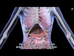 Noua medicină germanică a adus o contribuție cu totul revoluționara în medicină.dr. Cele 5 Legi Biologice Ale Naturii Noua Medicina Germana Traducere Inclusa Youtube