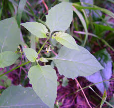 Image result for Solanum campylacanthum 'panduriforme type'