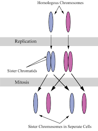 Aug 12, 2021 · animal cells undergo furrowing in mitosis. What Is The Purpose Of Mitosis Albert Io