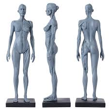 We did not find results for: Buy 12inch Resin Muscle Anatomy Model Human Body Musculoskeletal Female Male Figures Skin Anatomical Study And Teaching Bluewoman Online In Greece B08jcgf7cl