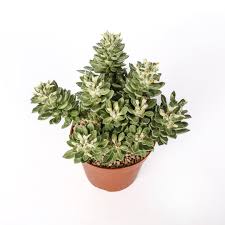 Image result for Monadenium lugardiae