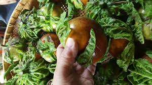 Image result for Solanum macrocarpon