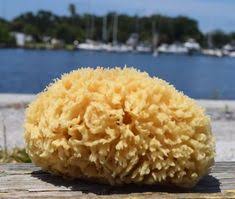 Retains more water than the average washcloth to make rinsing a breeze. 8 Natural Sponge Ideas Natural Sponge Sponge Natural Sea Sponge