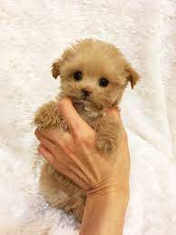 Teacup poodle puppies for sale in michigan. Teacup Maltipoo Puppies Novocom Top
