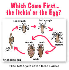 Image result for lice life cycle