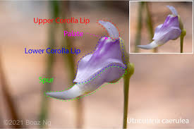Image result for Utricularia tortilis