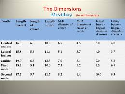 Morphology Of Tooth