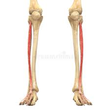Click and start learning now! Human Body Muscles Anatomy Extensor Digitorum Longus Stock Illustration Illustration Of Musculature Isolated 75784856
