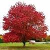 In december they drop their leaves and put forth their incredible floral display from february into april (figs. 1