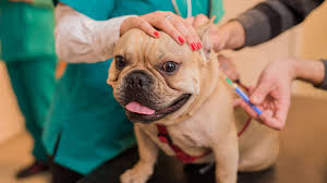 puppy and dog vaccination guide schedule costs more finder