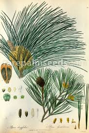 These pine nut pakistan are available from alibaba.com at low prices. Pinus Gerardiana Kohistan Chilgoza Pine Nepal Nut Pine Buy Seeds At Rarepalmseeds Com