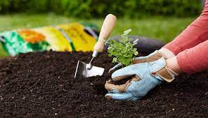 Maxfield's potting soil 16 quart bag call for prices. Soil And Soil Amendments Guide