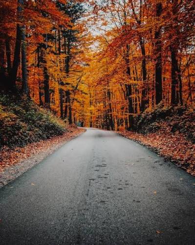 What Is Fall? | Teaching Wiki for Kids | Twinkl USA - Twinkl