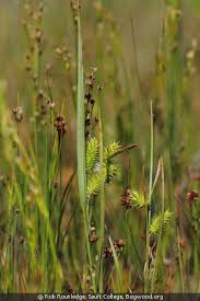 Image result for Carex johnstonii