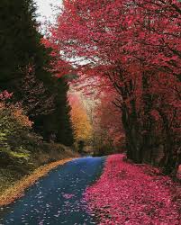 pin by zaynab al on fall autumn nature wallpaper forest lake path to heaven