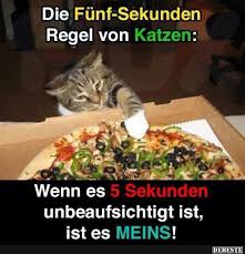 Lustige bilder von mädchen ohne inschriften. Die Funf Sekunden Regeln Von Katzen Lustige Bilder Spruche Witze Echt Lustig