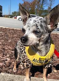 Due to the nature of our adoption process, we can only consider applications for homes. Pin On Me