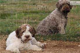 Amico roma puppies is a premier breeder of lagotto romagnolo, italian water dogs (also known as truffle dogs) and offers a unique experience to truffle hunting in the pnw. Puppies For Sale From Lagotto Romagnolo Of Canada L R C Nextdaypets Com Lagotto Romagnolo Puppies Lagotto Romagnolo Puppy