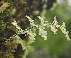 Image result for Hymenophyllaceae