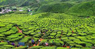 Kohalik ilm ladang teh bee. 3h2m Bulan Madu Romantik Di Cameron Highlands Ground Tripfez Travel