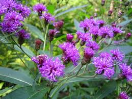 Image result for Vernonia wollastonii