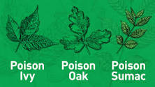 Image result for is mud actually good for poison oak